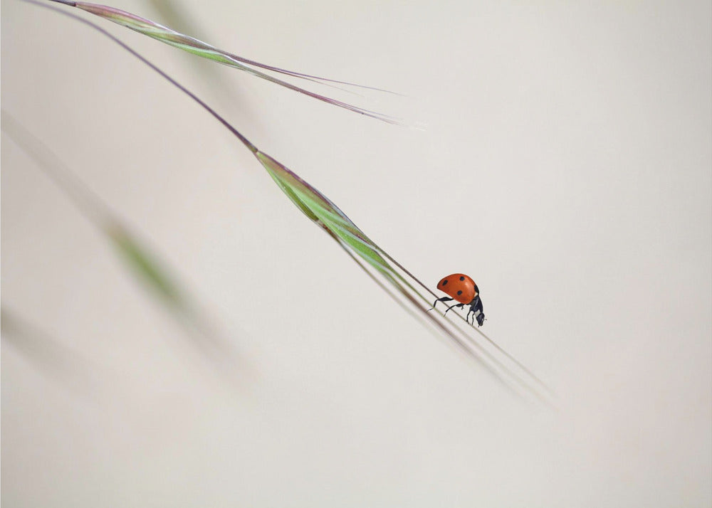 ladybug | Poster