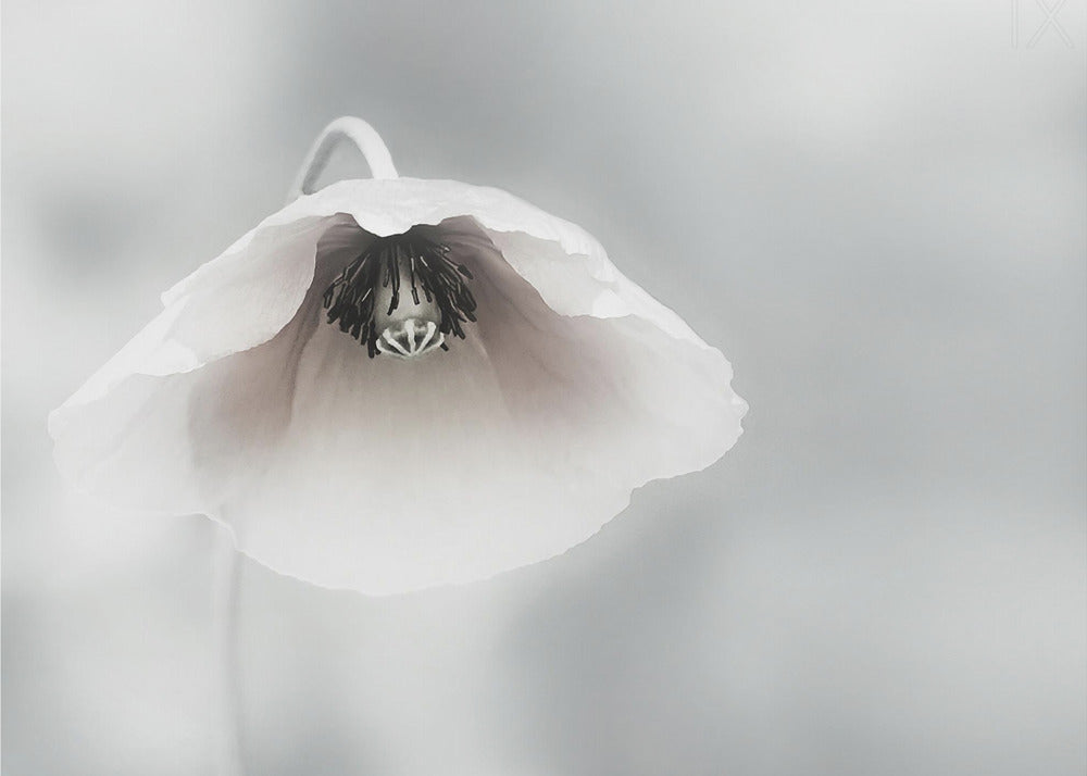 Ephemeral Beauty | Canvas