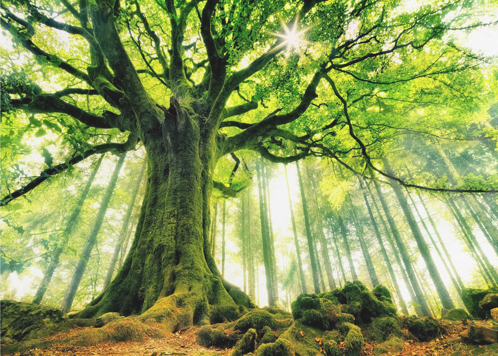 Ponthus' Beech | Canvas