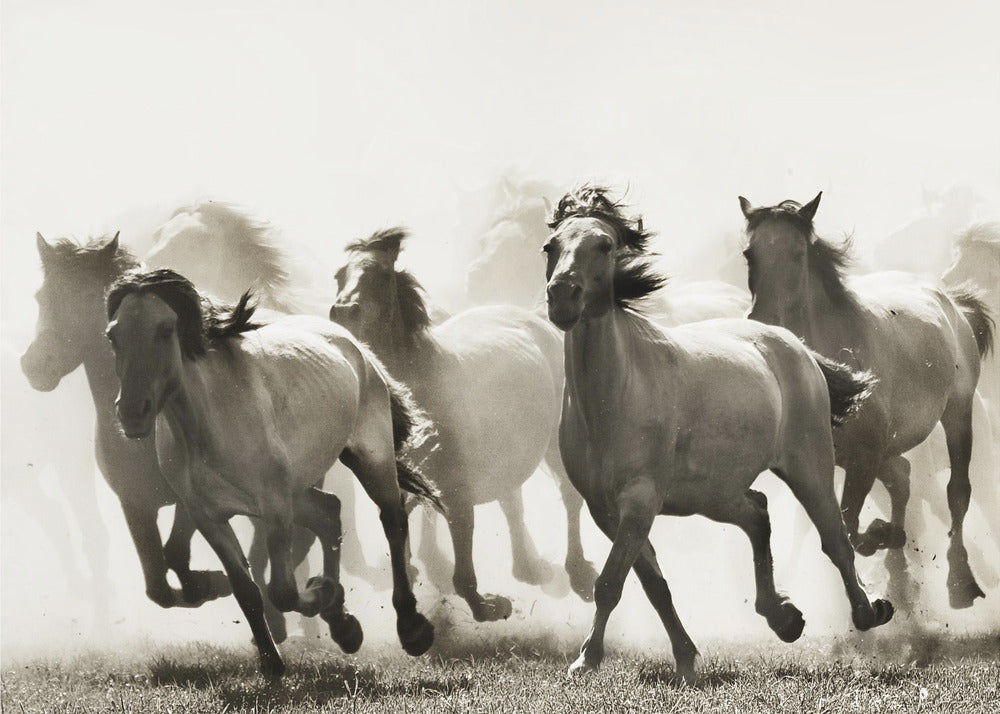 Horse | Canvas