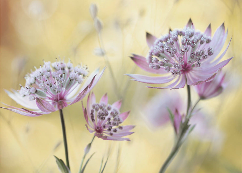Astrantia Major | Canvas