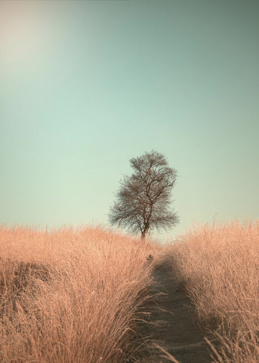 Grass and Path | Poster