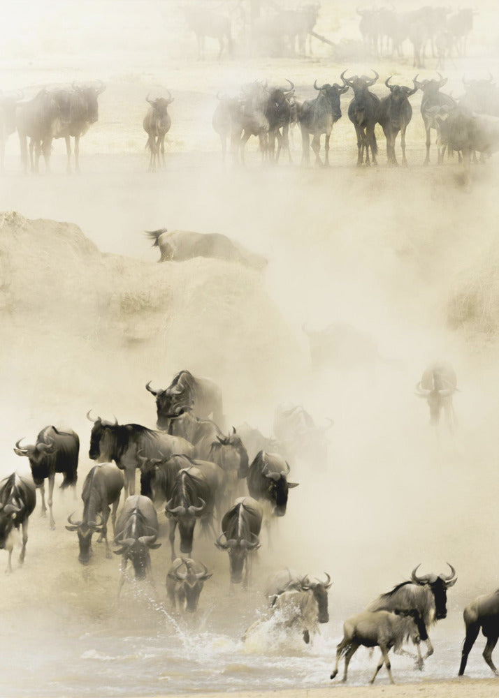 Swarming | Canvas