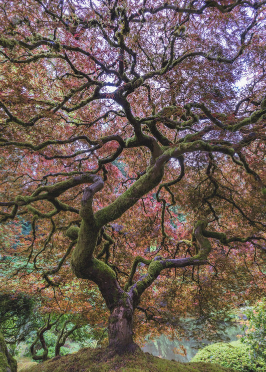 Japanese Maple Tree | Canvas