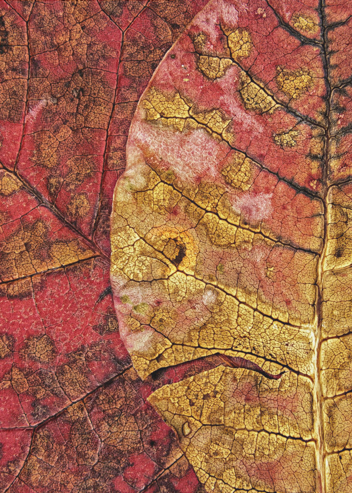 Dying Leaf | Poster