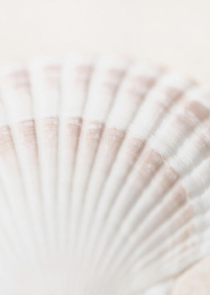 Shell | Canvas