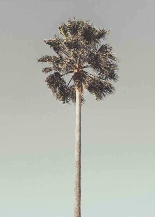 Palm_001 | Poster