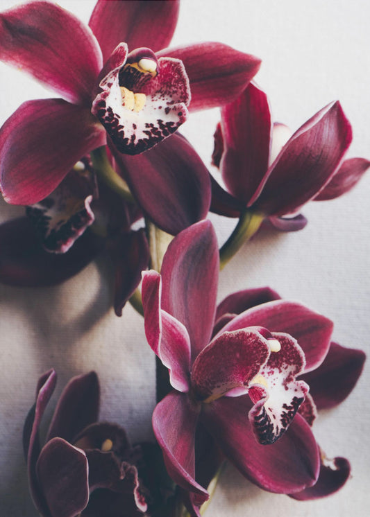 Orchid Elegance | Canvas