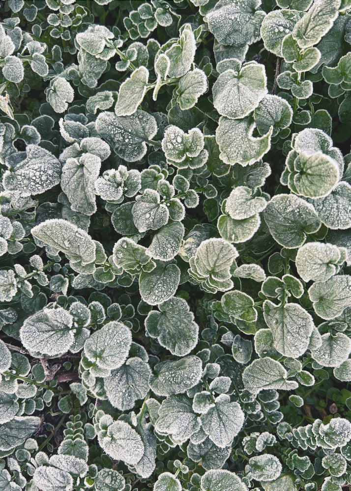 Frosted | Poster