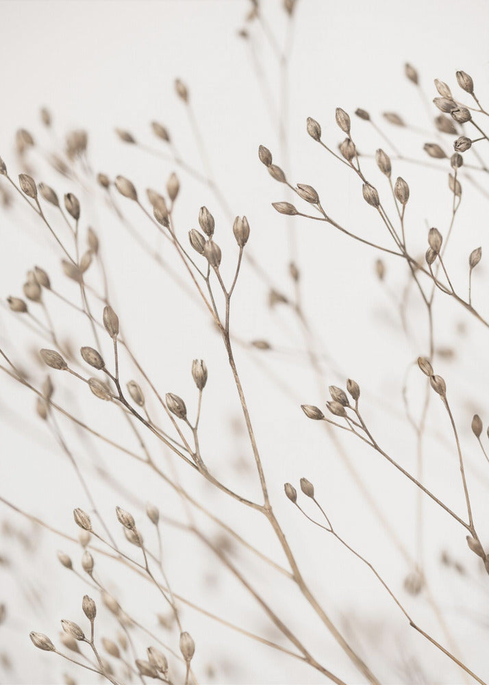 Wild Grass | Poster