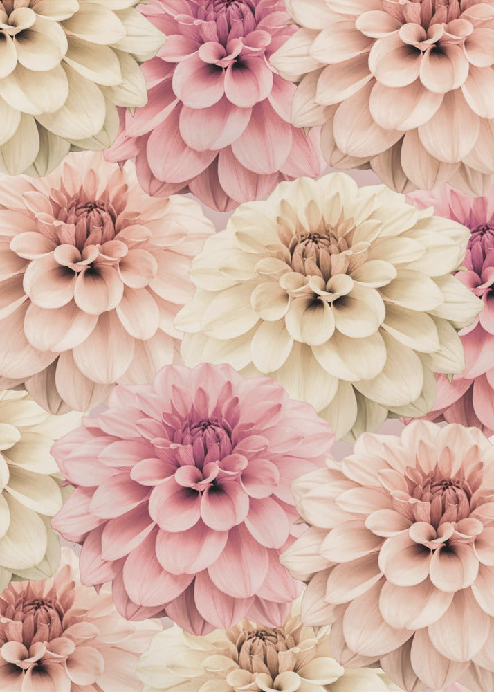 Dahlia | Poster