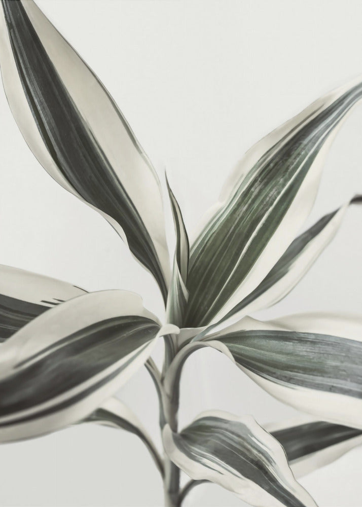 Foliage | Poster
