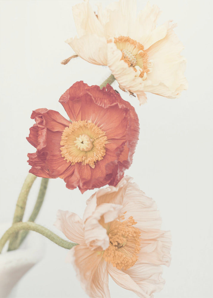 Poppies | Poster
