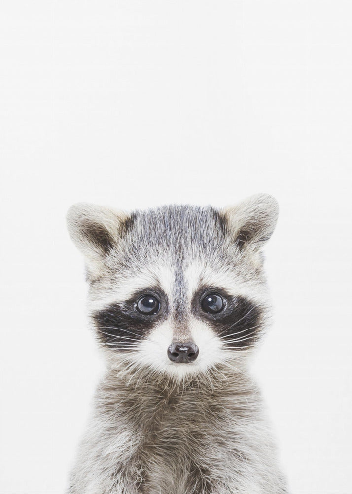 Baby Racoon | Poster