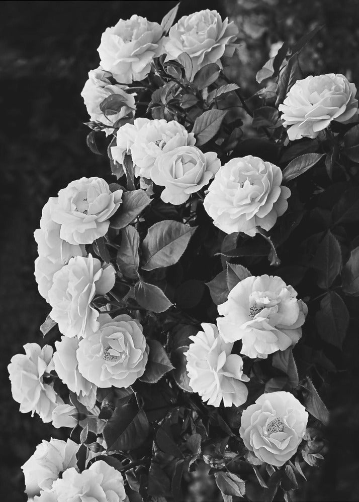 Rose Bush | Poster
