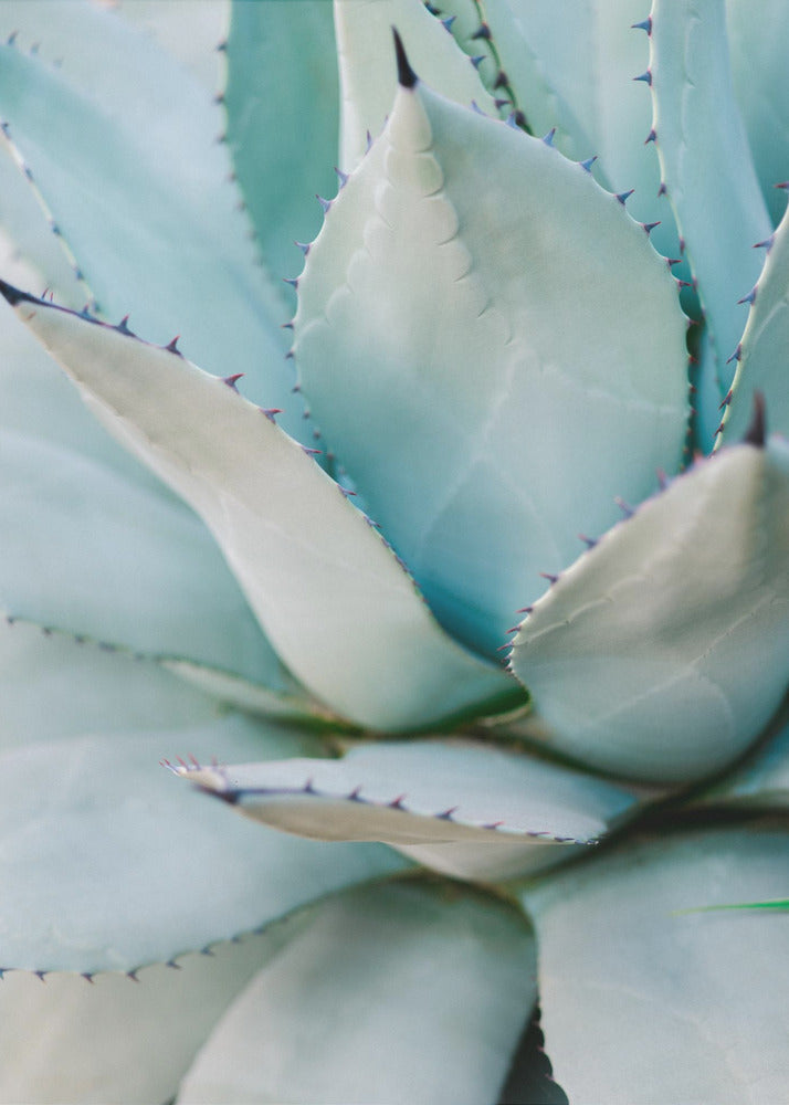 Succulent Green | Poster