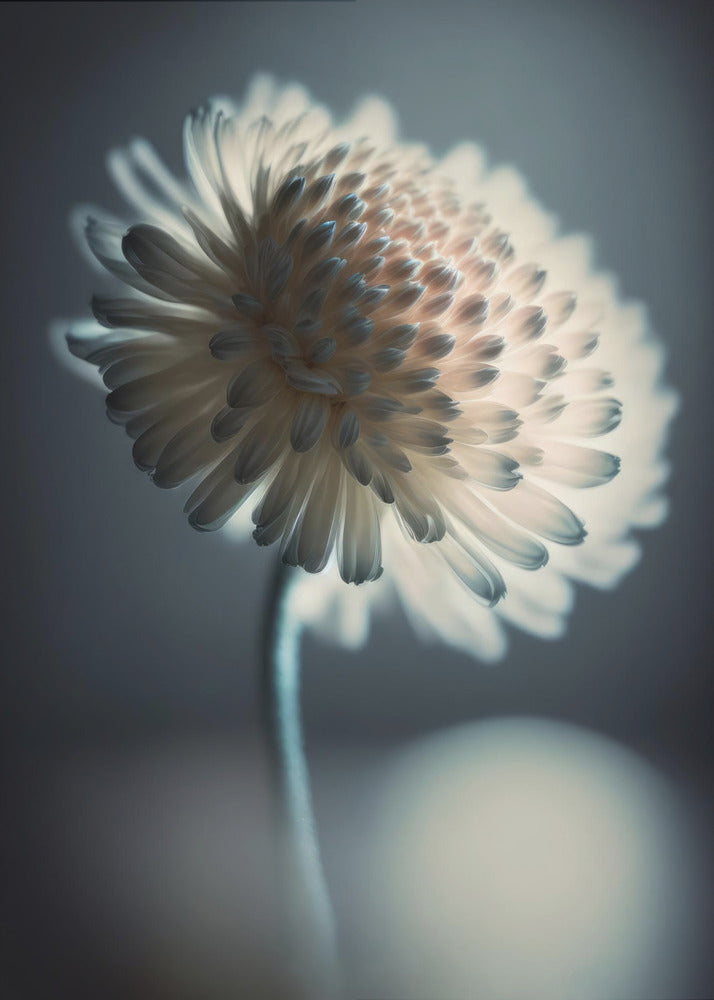 Luminous Blossom | Canvas