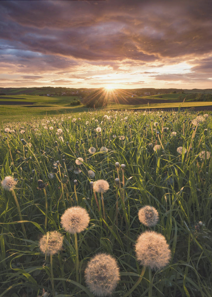 Poppy World | Canvas