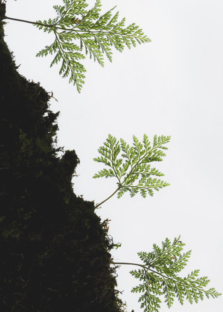 Fern Detail vertical | Canvas