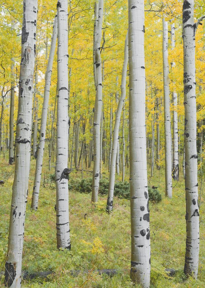 Yellow Birchs vertical | Canvas
