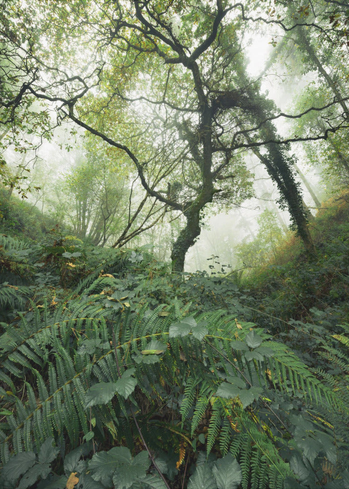 Tree World | Canvas