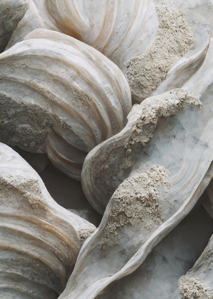 Shell Symphony | Canvas