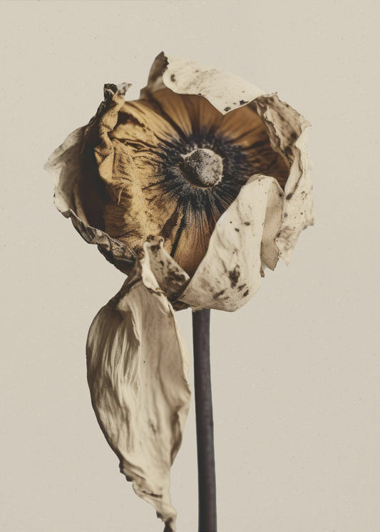 Fading Elegance | Poster