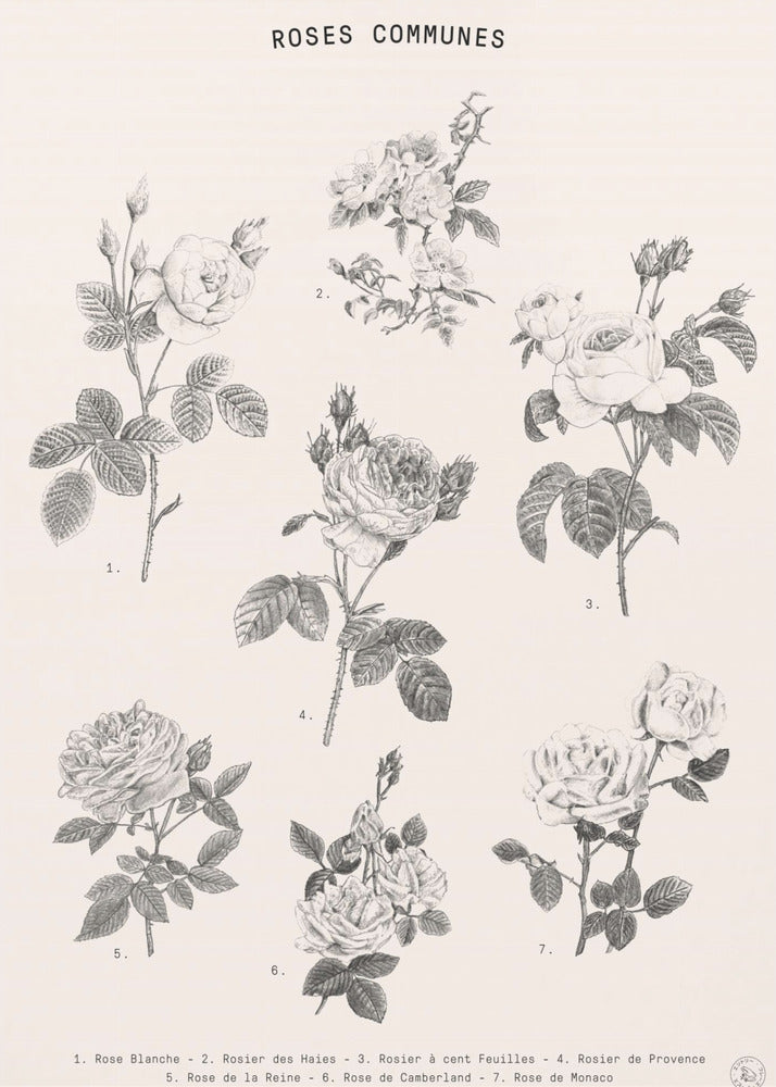 Roses | Canvas