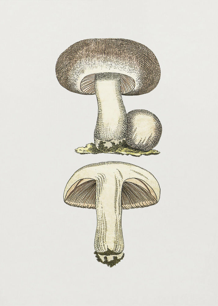 Hand Drawn Field Mushroom Gray | Poster