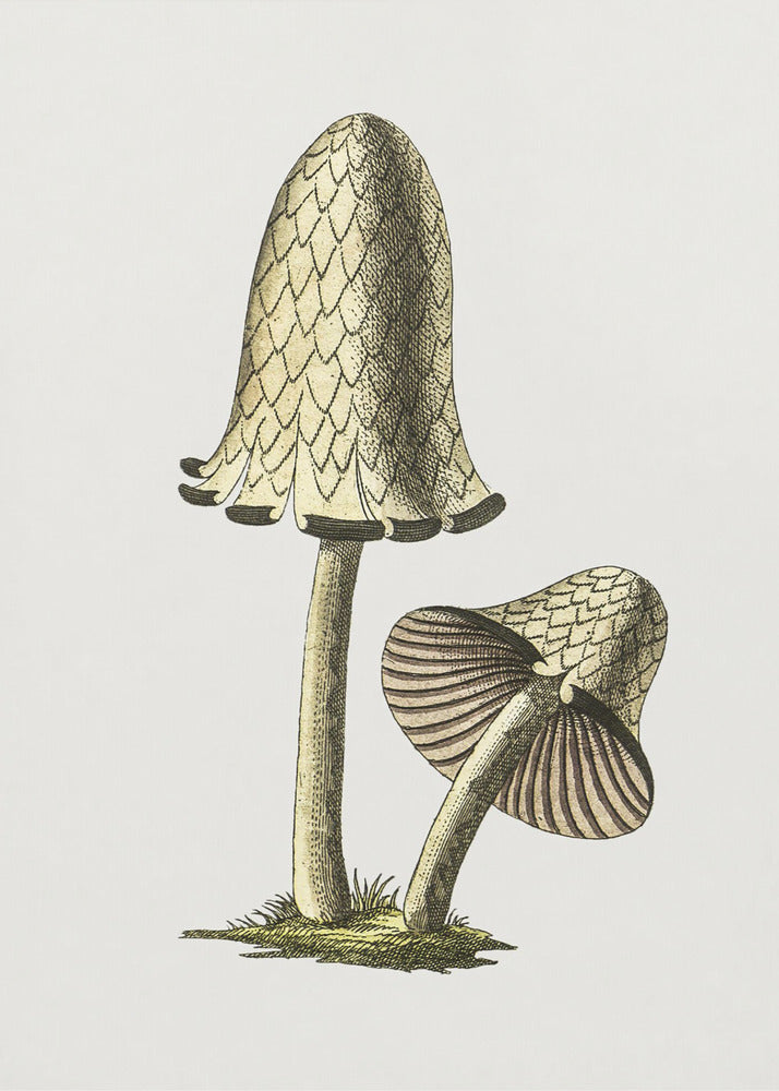 Vintage Inky Cap Edible Mushroom | Poster