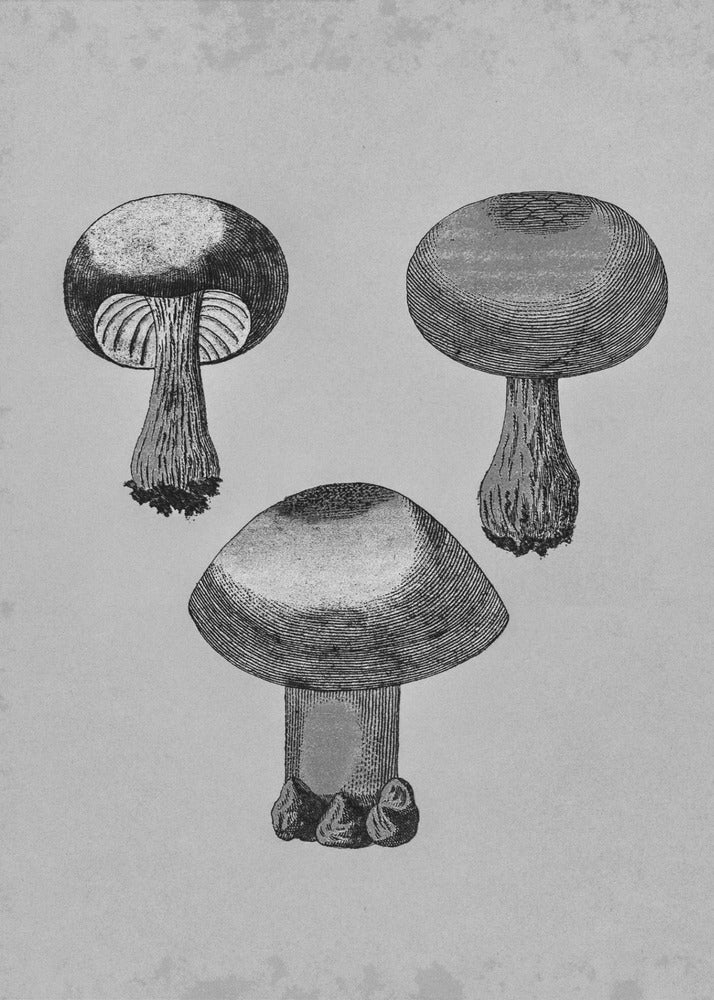 Violet Webcap Mushroom | Poster