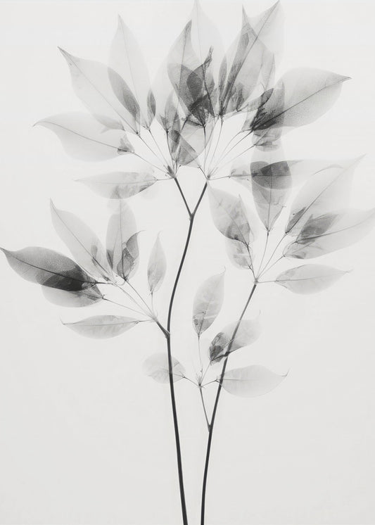 Transparent Leaves | Poster