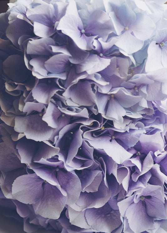 Vibrant Purple Hydrangea Flowers | Poster