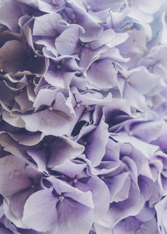 Vibrant Purple Hydrangea Flowers | Poster