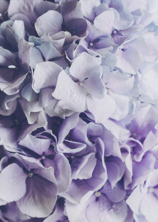 Vibrant Purple Hydrangea Flowers | Poster