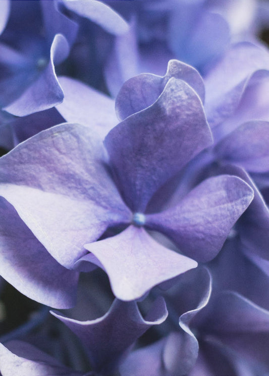 Delicate Purple Hydrangea Petals | Poster