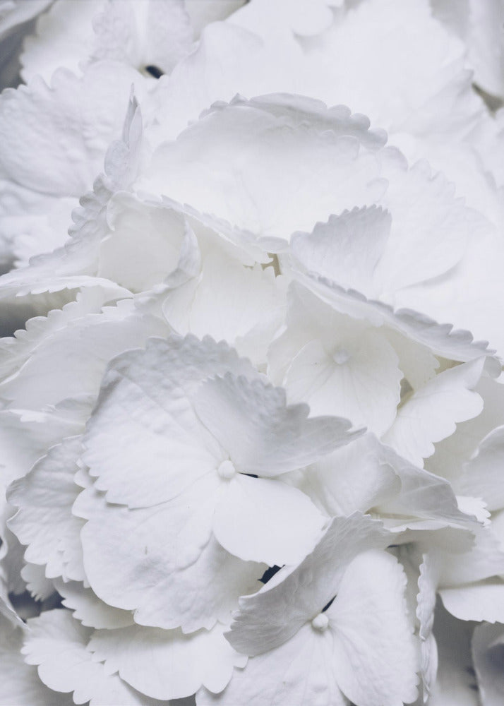 Delicate White Hydrangea Petals | Poster