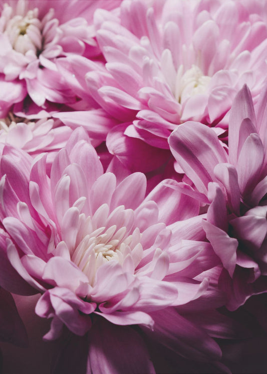 pink Chrysanthemum Blossom | Poster