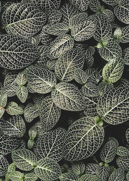 Veins of Nature | Poster