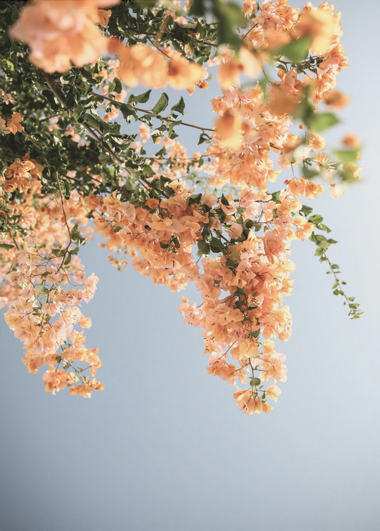 Golden Blossom Dance | Canvas