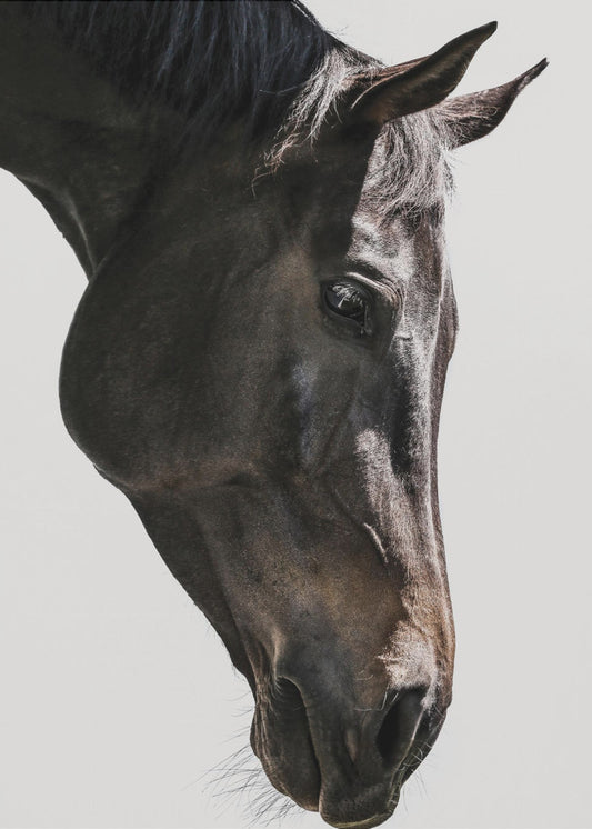 Gentle Equine Gaze | Canvas