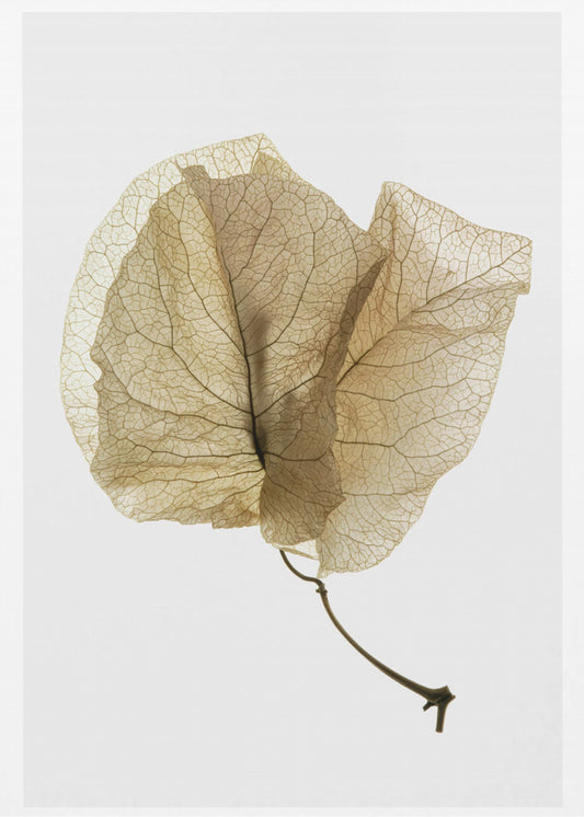 Delicate Leaf Veins | Canvas