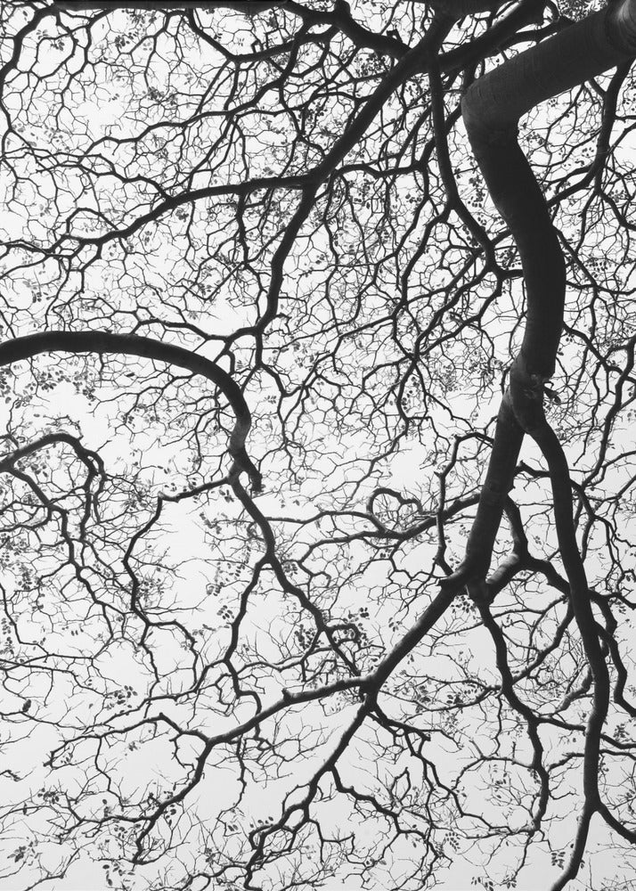 Branches' Dance | Poster