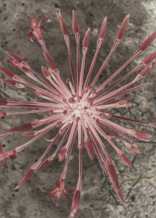 Radiant Blooms | Canvas