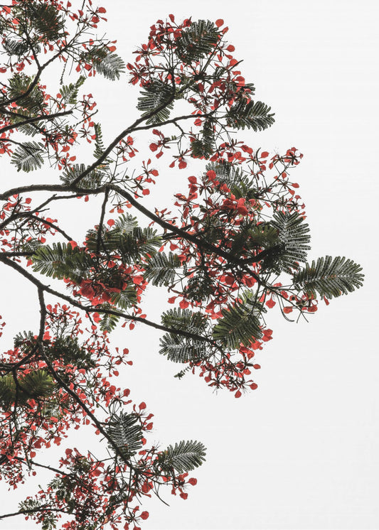 Blossom Canopy | Canvas