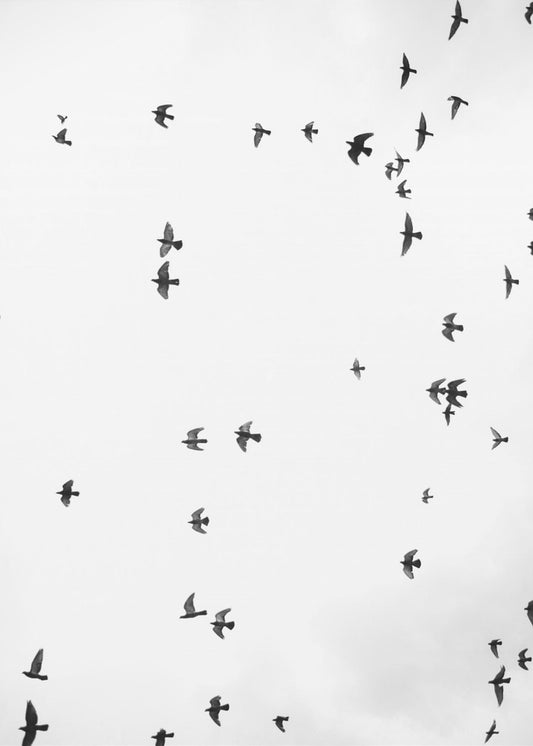 Flight in Silence | Canvas