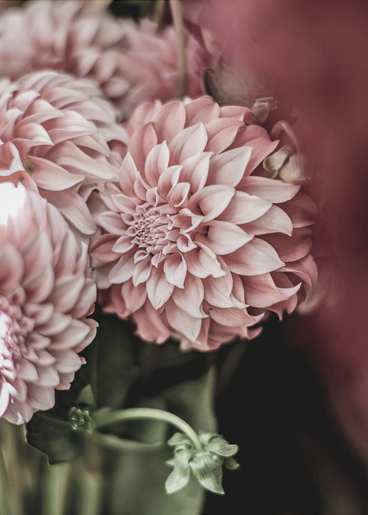 Blushing Petals | Canvas