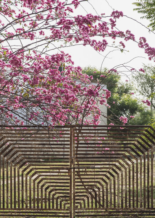 Blossoms Beyond Bars | Canvas