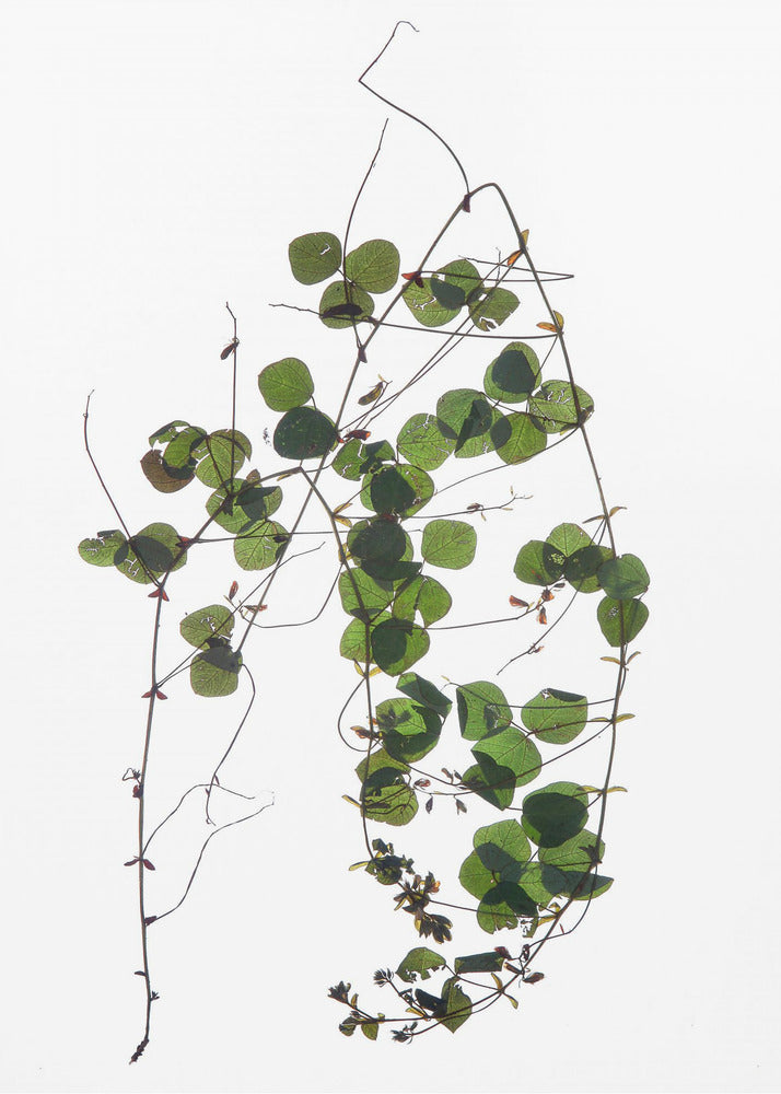 Vine’s Dance | Poster