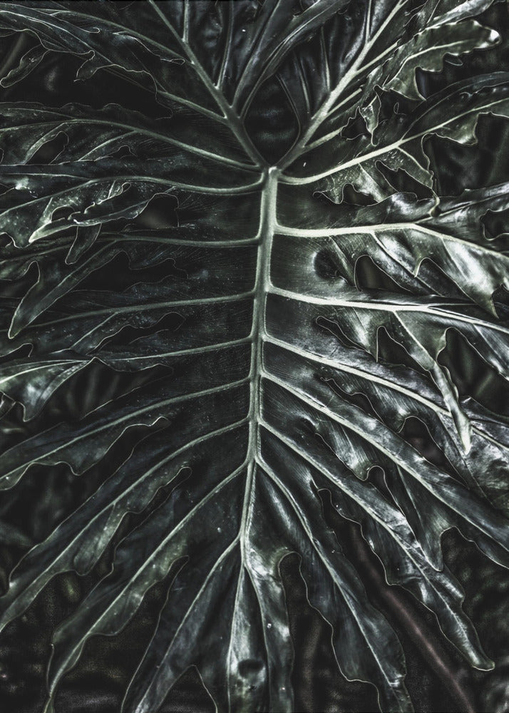Dark Leaf Elegance | Poster